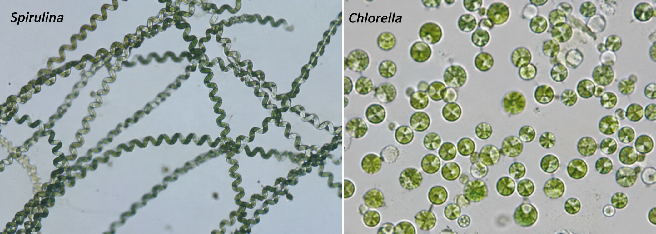 Spirulina, Chlorella, and Blue Spirulina What are they, what are their benefits, and how are they different?
