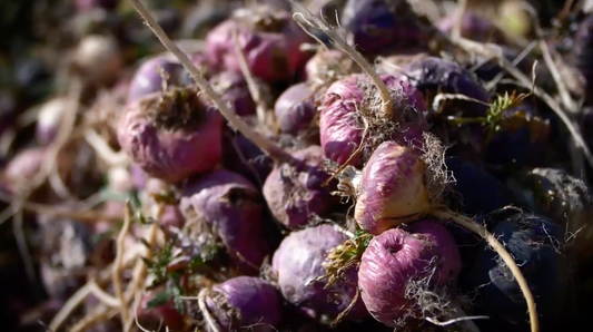 Is this Peruvian superfood the solution to all your problems?