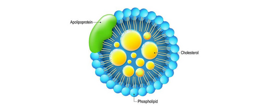 Beyond cholesterol: the real cause behind cardiovascular risk