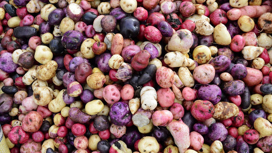 Potatoes: Culinary Wonders and Hidden Health Secrets